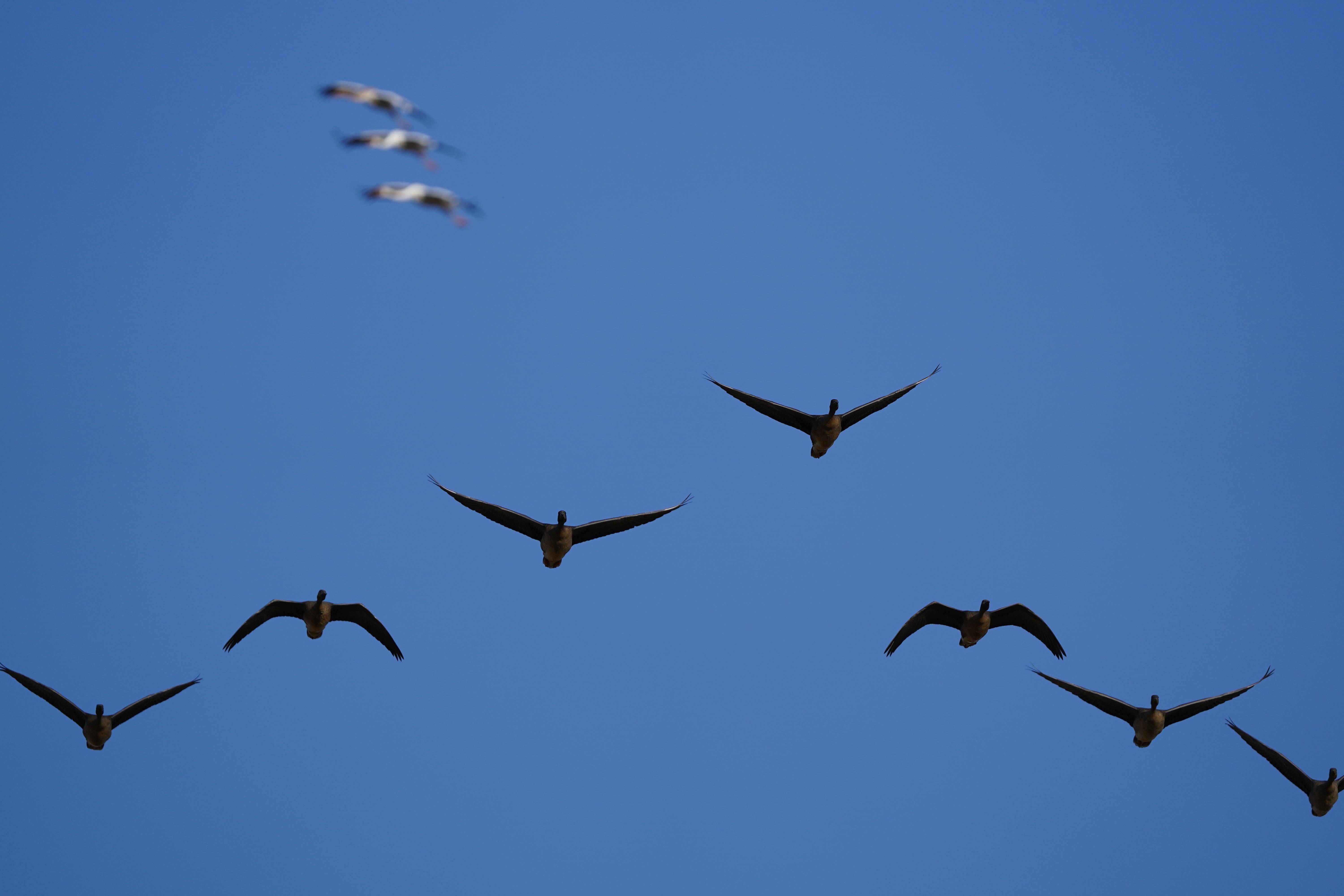 （环境）冬候鸟抵达鄱阳湖