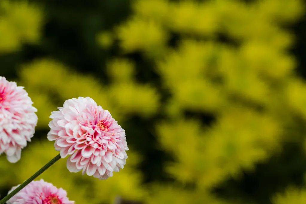 九月秋菊有佳色，55句典范的菊花诗句赏析