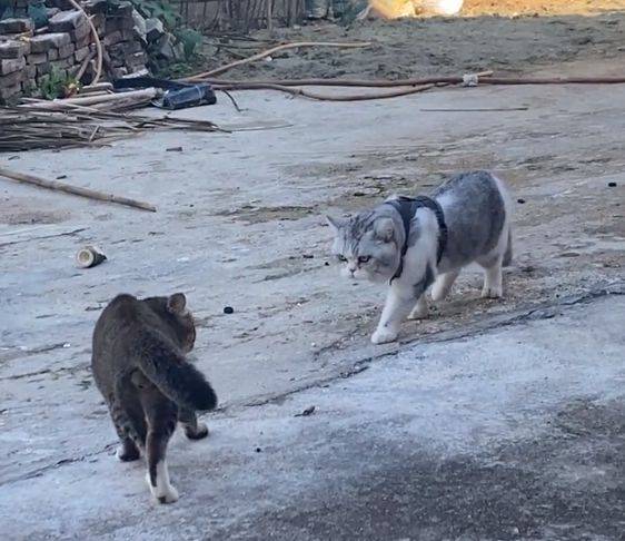 宠物猫被带回乡间后，遭3只狸花猫“围堵”，结局却让人猜不到