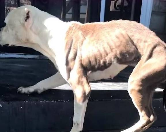 原创
  流浪狗用垃圾袋当床,这让女人很伤心,她每天都在门口等着领养 第3张 原创
  流浪狗用垃圾袋当床,这让女人很伤心,她每天都在门口等着领养 第3张