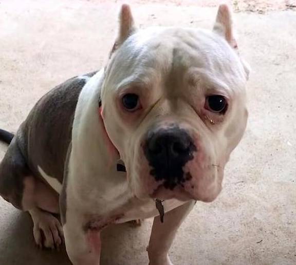 原创
  流浪狗用垃圾袋当床,这让女人很伤心,她每天都在门口等着领养 第1张 原创
  流浪狗用垃圾袋当床,这让女人很伤心,她每天都在门口等着领养 第1张