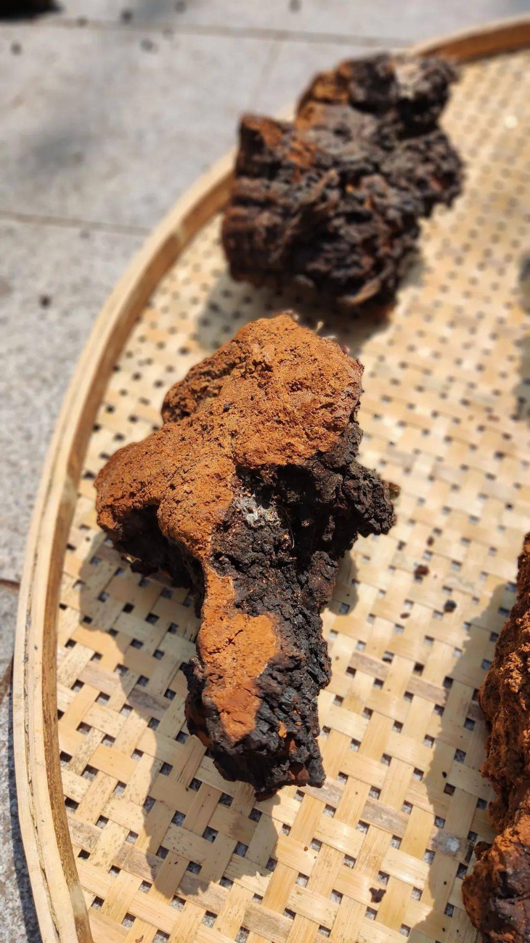 华树茸 来自搜狐网
