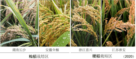 华为手机延长休眠时间
:至关重要！我国科学家找到调控水稻小麦穗发芽的“开关”！在国际上还实现这个首次