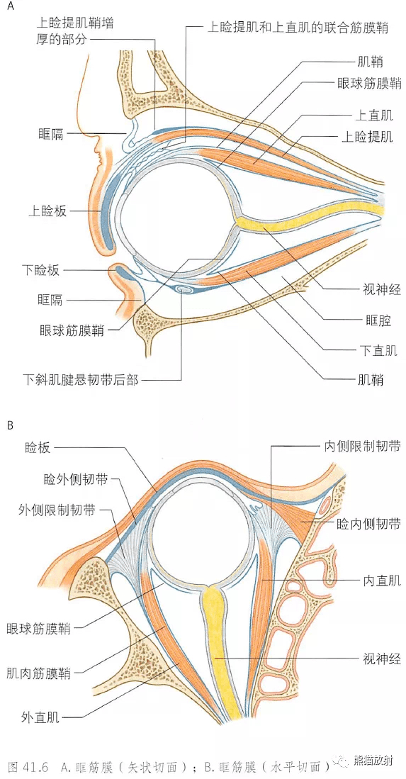 角膜的组织学结构图9.眼眶腺体解剖图8.眼睛