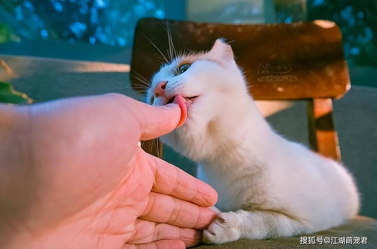 猫咪舔你，不仅是示爱，还有这些含义！