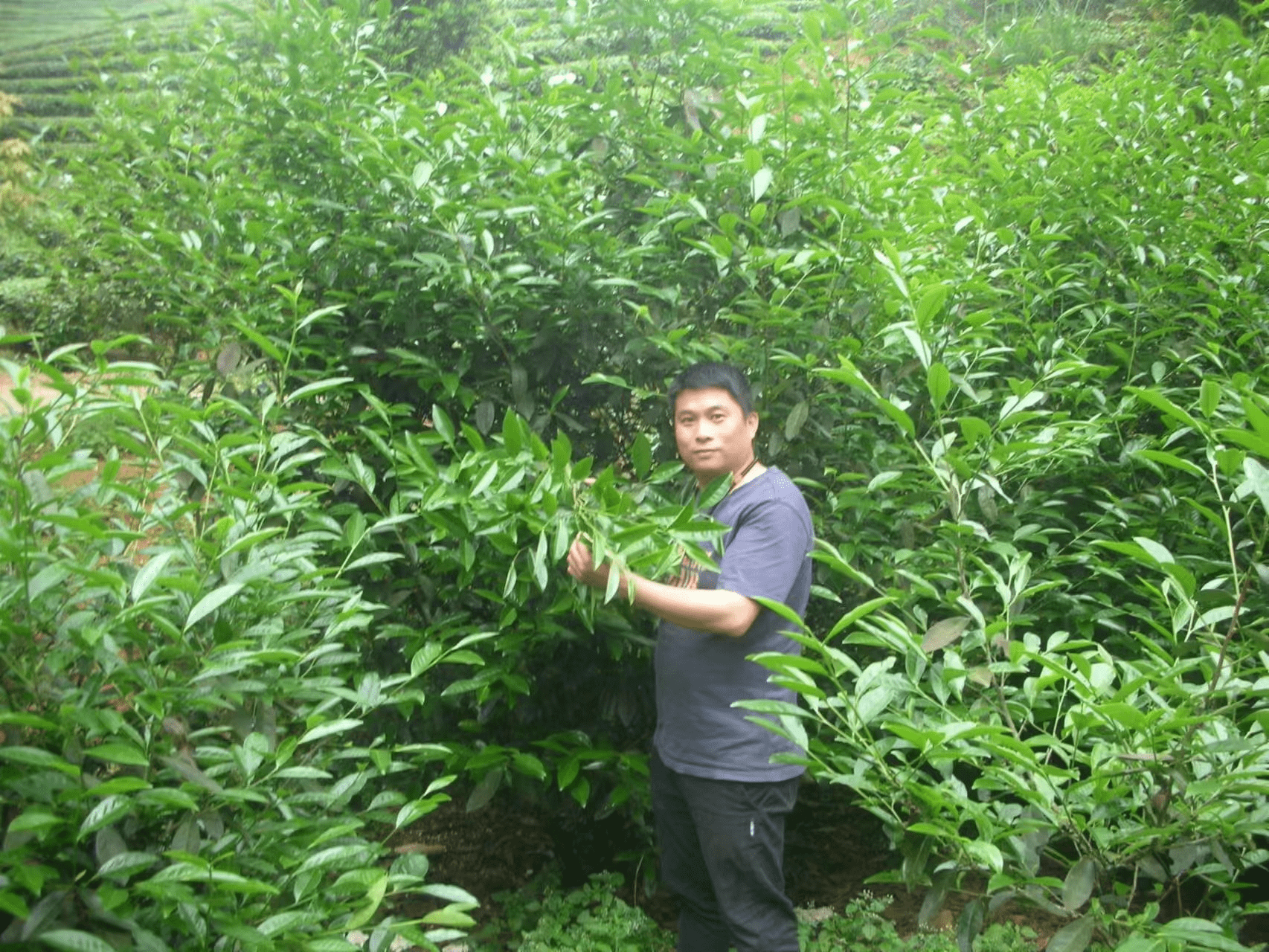 烹茶煮荼万里香 武夷新茗举国尝—武夷山吴三地然韵茶厂厂长占兴隆