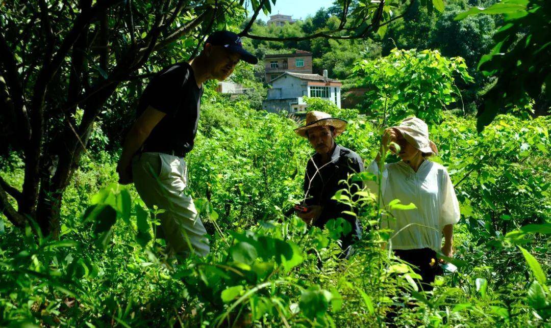 隐藏莆田大山中的千亩唐宋茶田，能否为福建贡茶的消费地？