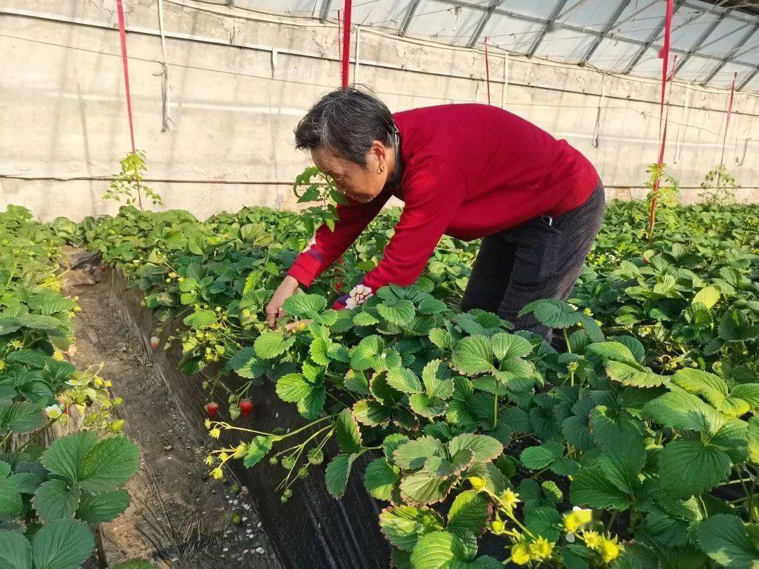 青爱的平谷 | 遇见“莓”好！南独乐河镇新农村红颜草莓成熟啦！