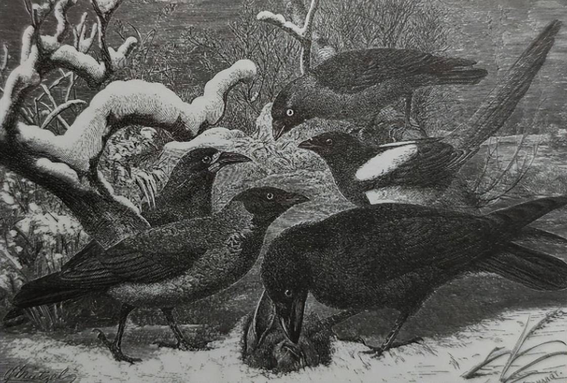 趣汗青丨有“灭亡”意味的乌鸦，为什么被英国人当成宝？