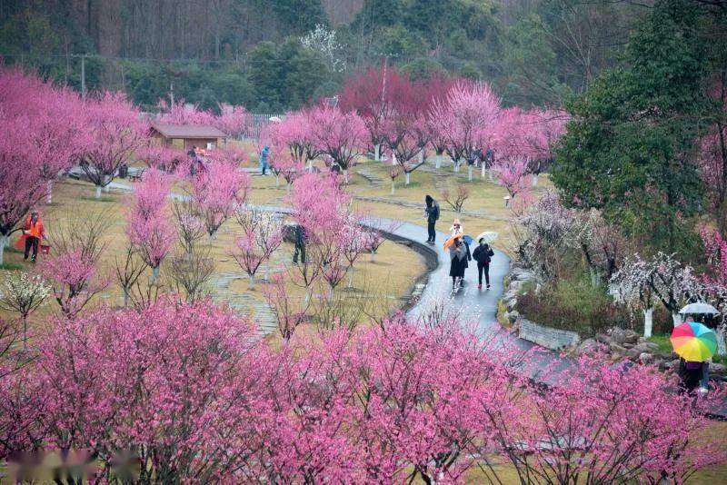 春风沉浸都江堰 | 当春光入青城，那里便承包了你春天的心动~