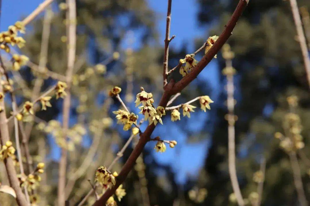 �������˱�����һĨ������ɫ