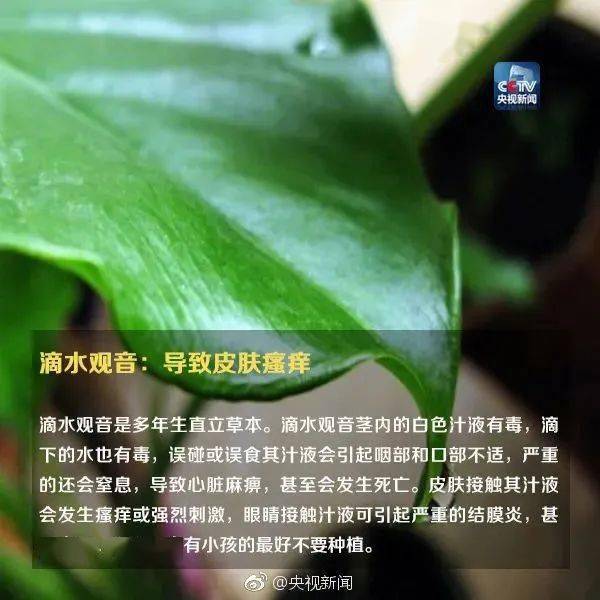 形似蒜苗，已有人中毒，你家花盆里可能也有→