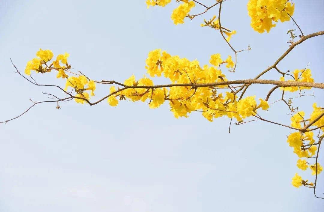 女神节出游 | 十里蓝山以花之名，邀女神共赴花事~