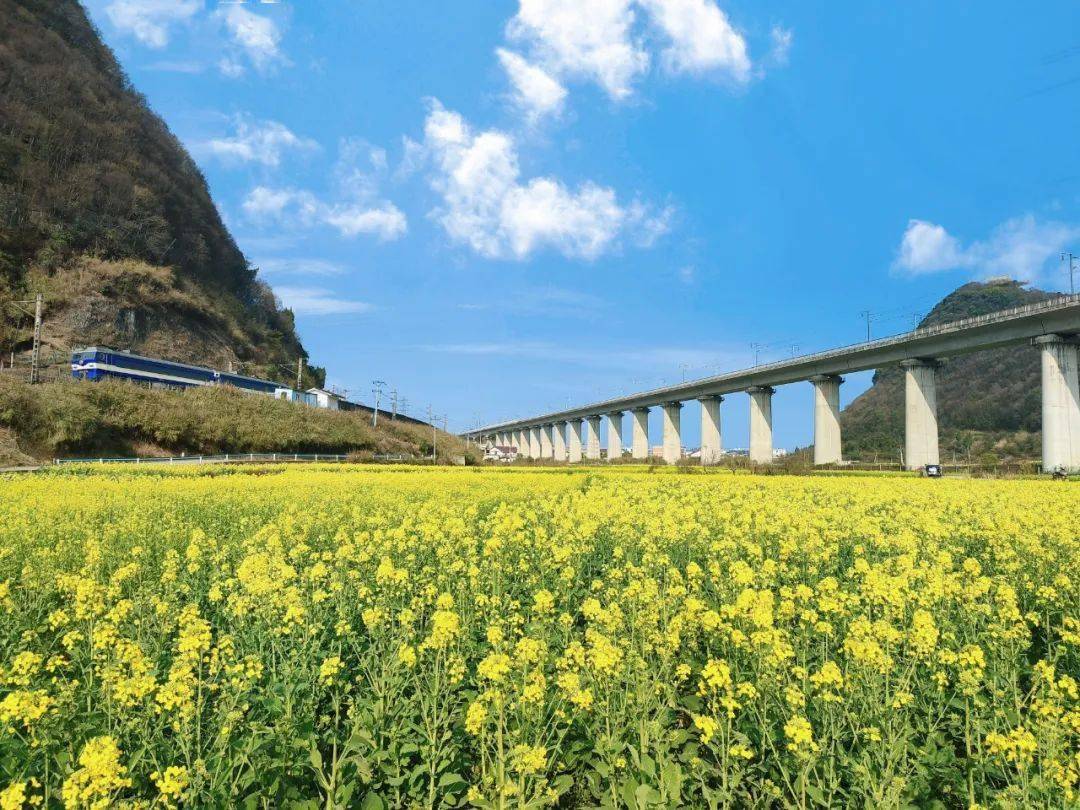 【斑斓安顺•花漾中国】安顺经开区赏花季启动，诚邀您踏青赏花，共赴春光！