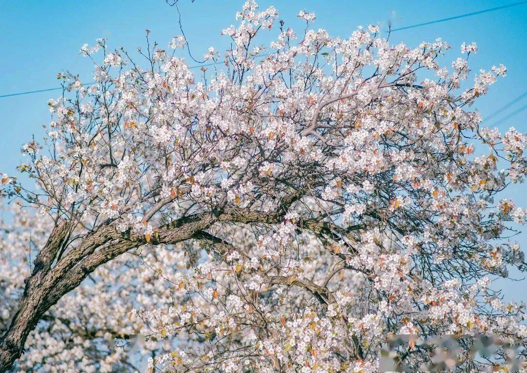 年年春天都爆美！内江0.5h实现梨花自在，百年梨树花海，景美还免费！