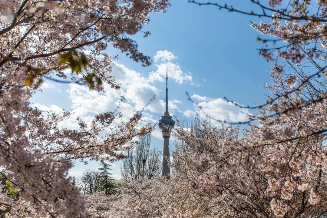 北京超美的9大拍花地，你确定不去看一下吗！