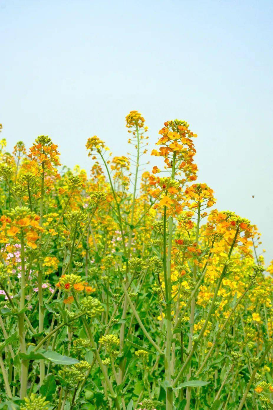 赏花何必远行？汉中那处“金色梦幻世界”藏着春天最美妙的光景~