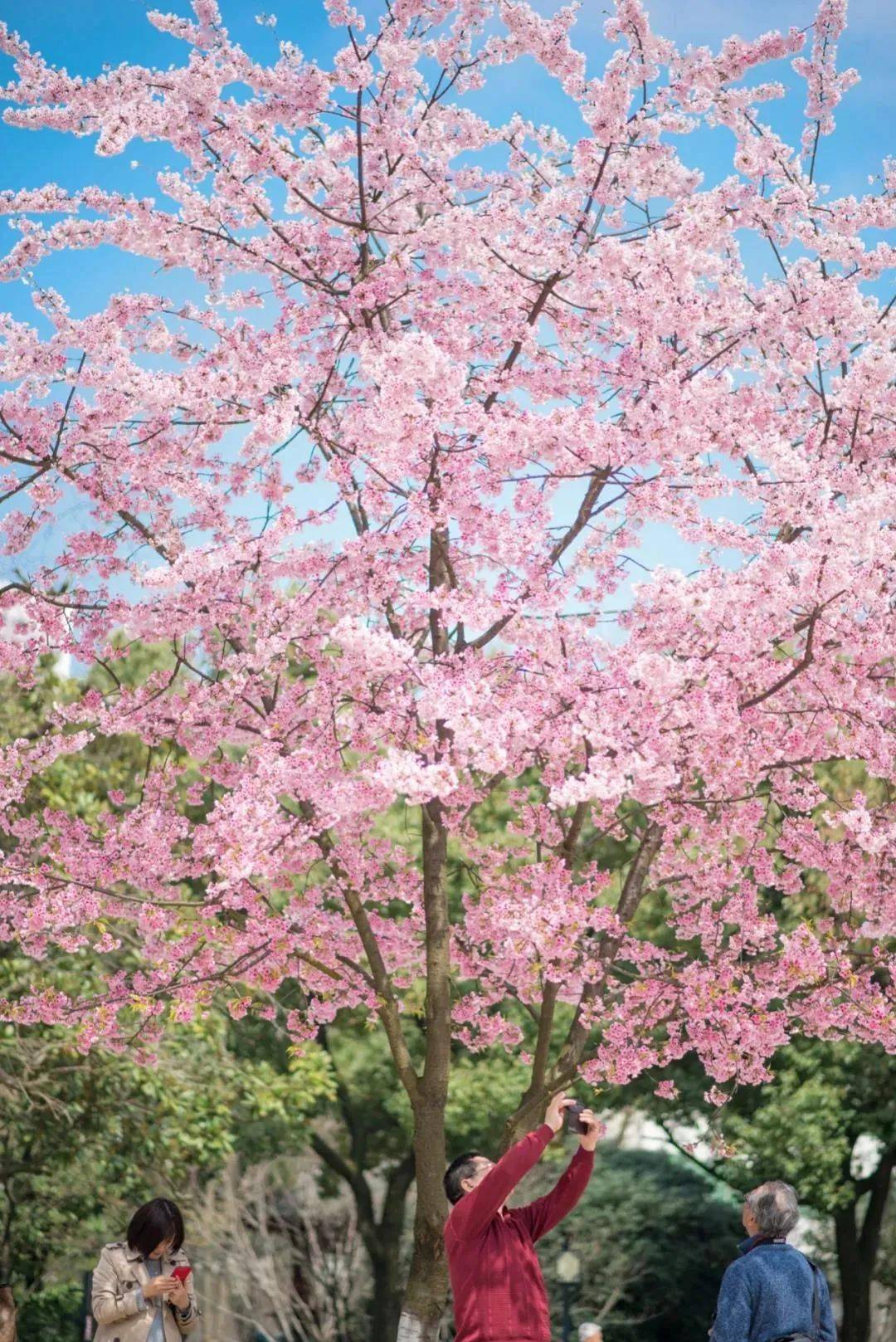 门票免费送！2023汨罗樱花萌宠季3月25日浩大开园迎客！