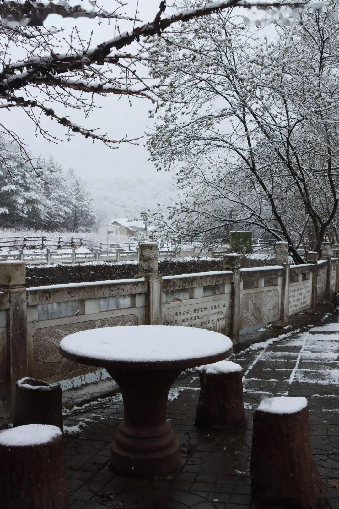 雪落花开季,踏雪赏花时——此情此景就在春天的紫柏山!