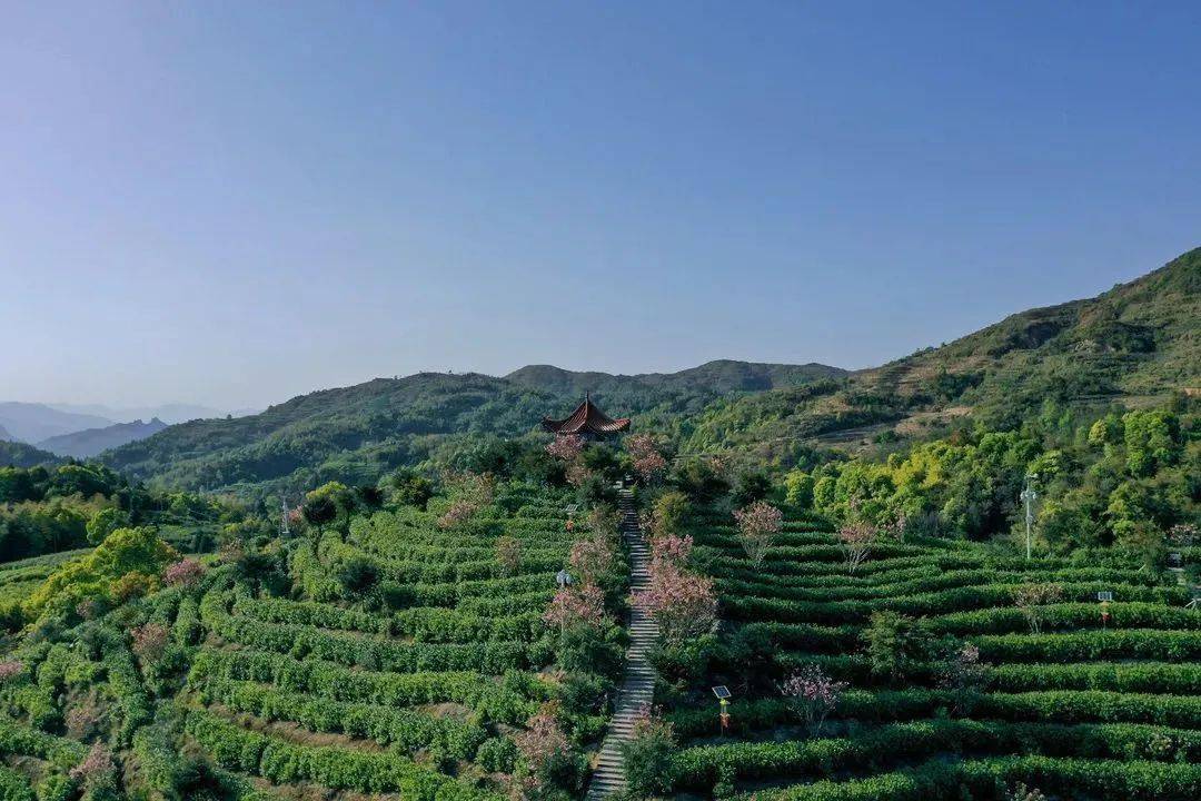 春茶已飘香，那一次就用指尖触摸春天吧~