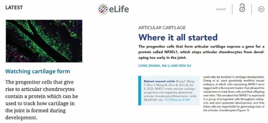 宣医新闻|宣武病院葛献鹏团队在《eLife》发文阐释关节软骨干细胞的来源及分化机造