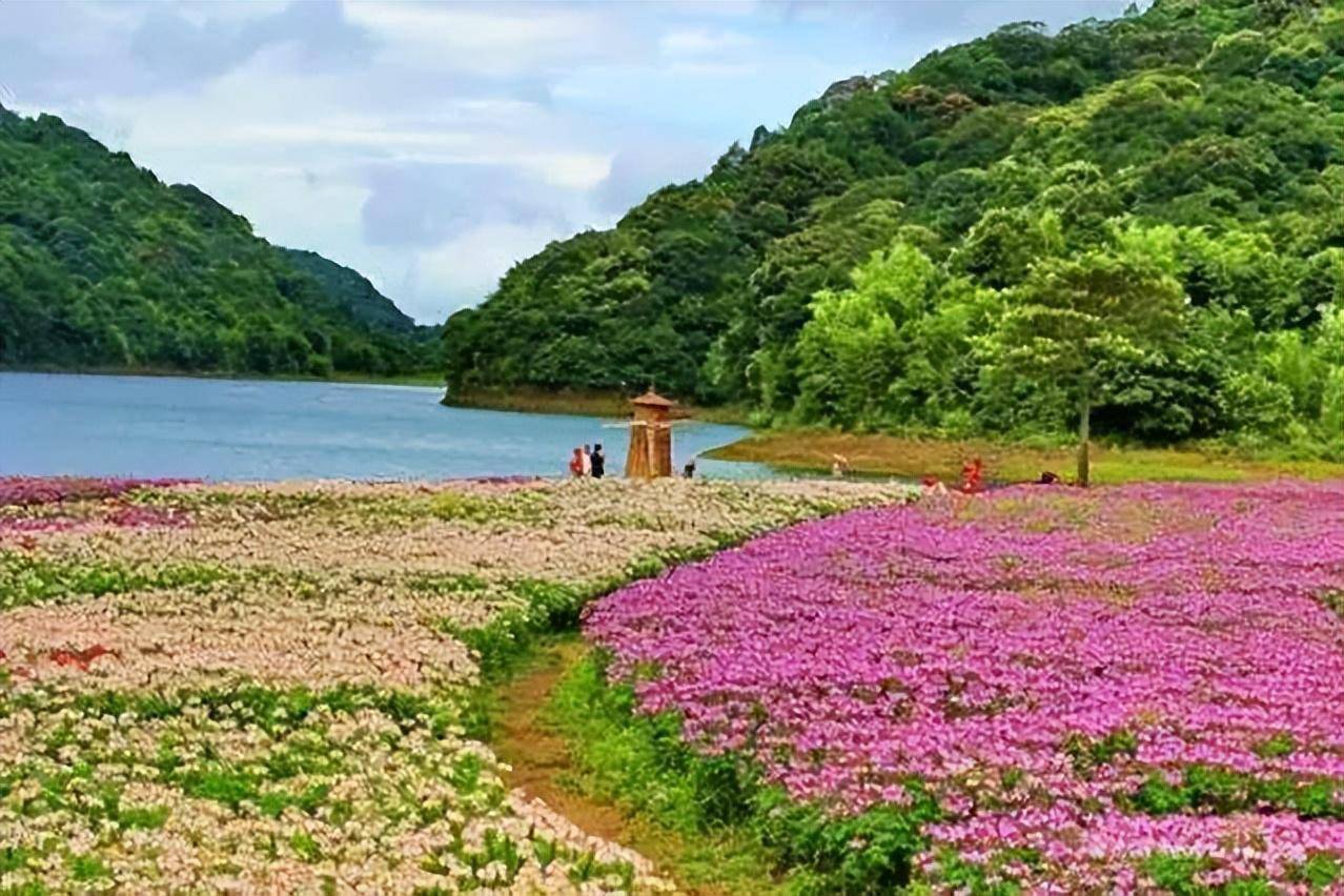 广州从化江浦桃花小镇上原木古风民宿，天井闲坐等日落丨十二花季