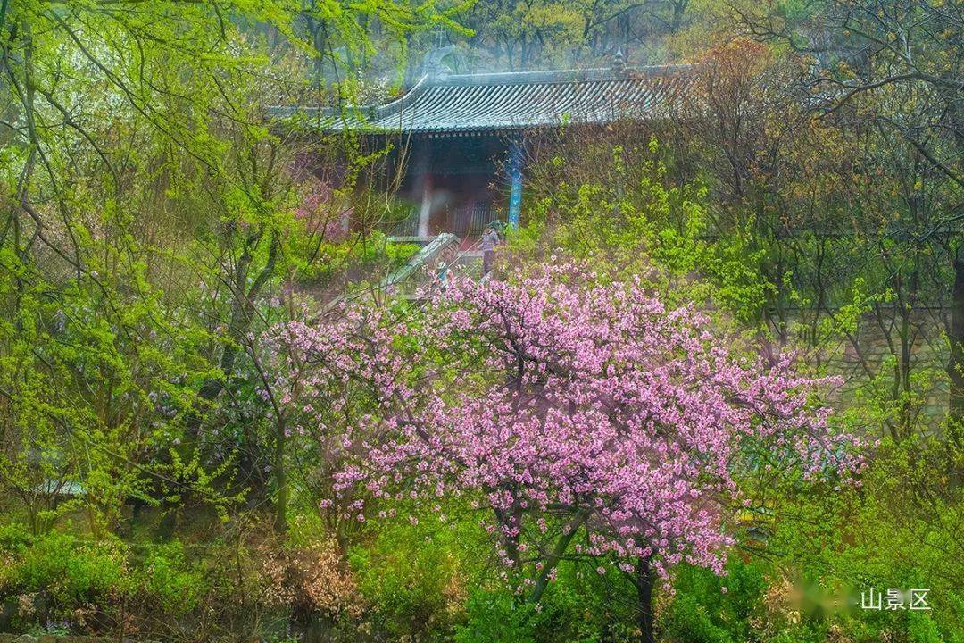“人间四月芳菲尽，山寺桃花始盛开。”山下的花儿盛开已经接近尾声，但