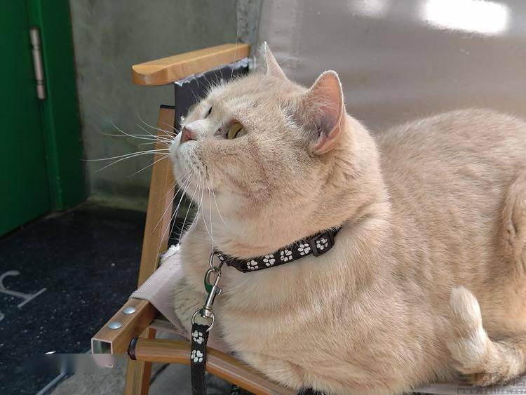 ��ѶROG��Ϸ�ֻ�7 Pro���⣺��ֹӲ�ˡ�������������