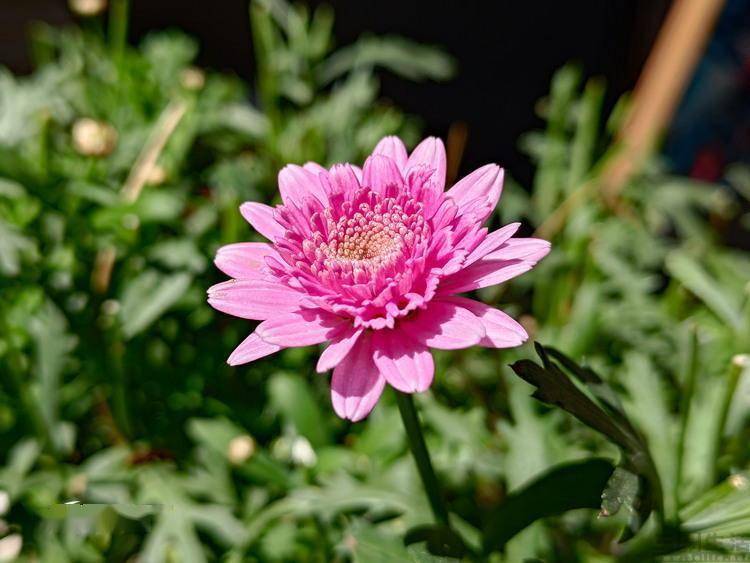 ��ѶROG��Ϸ�ֻ�7 Pro���⣺��ֹӲ�ˡ�������������