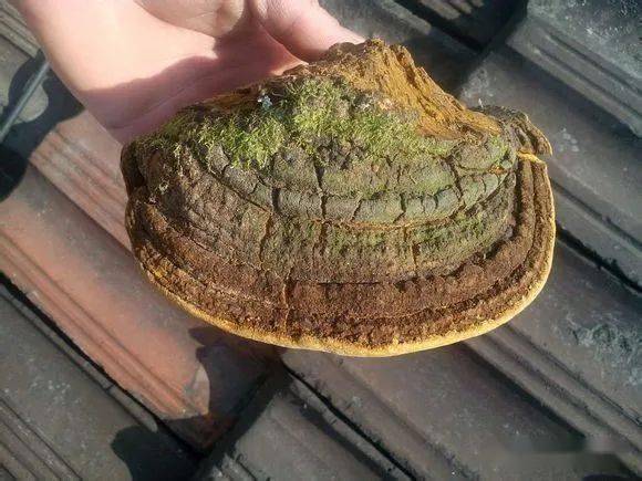1桑黄是灵芝吗？桑黄是一种药用真菌，灵芝也是药用真菌。所以桑黄和灵芝