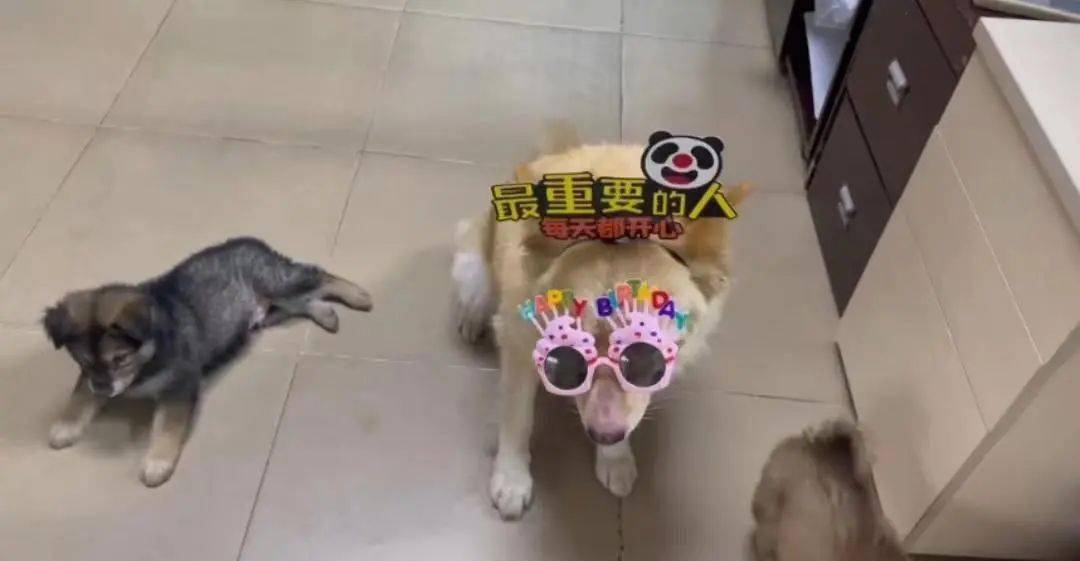 广东一公司给狗开出月薪3000元工资，引发关注！回应称……