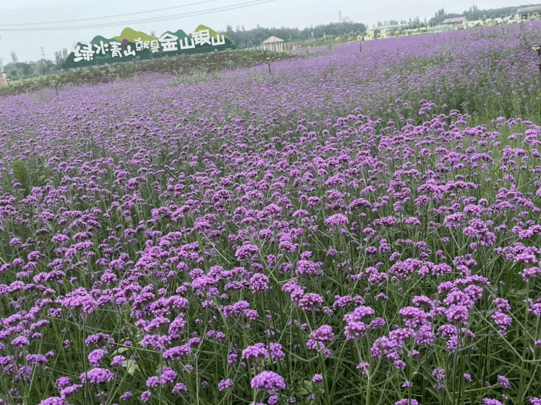 灵武“双节”旅游攻略来啦 “寻游灵武 ‘枣枣’等你来”长枣采摘一日游