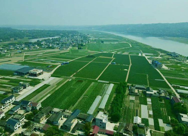 宜宾叙州蕨溪镇：蔬菜产业旺 增收动力强