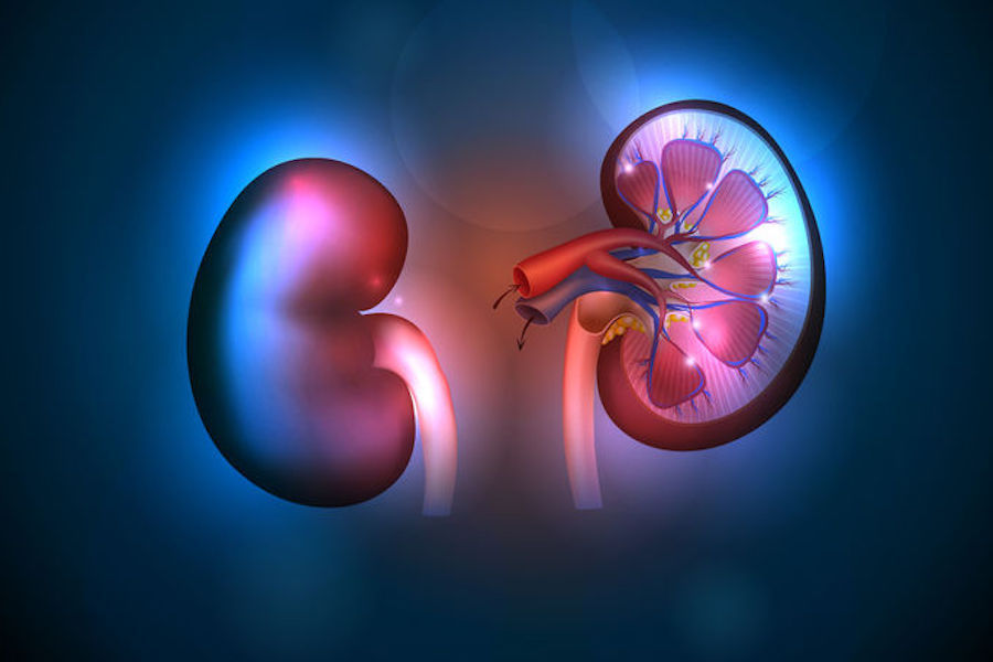 肾主水调节水的代谢与血压心脏密不可分