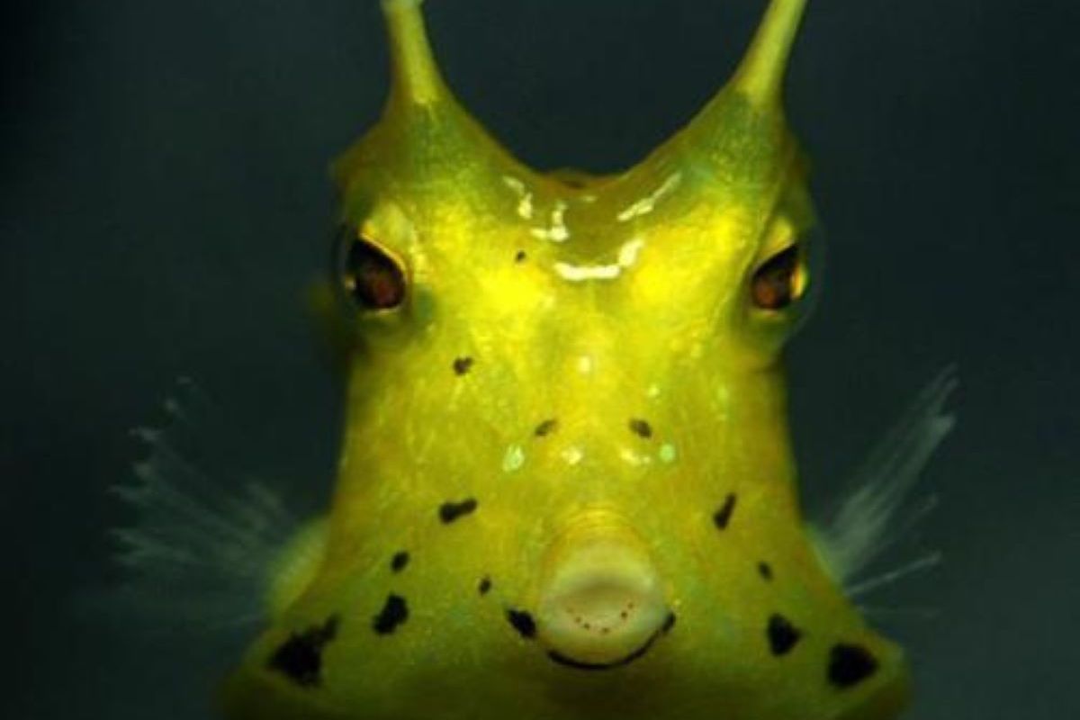 牛角海水鱼-牛角海水鱼促销价格、牛角海水鱼品牌- 淘宝, image size:1200x800