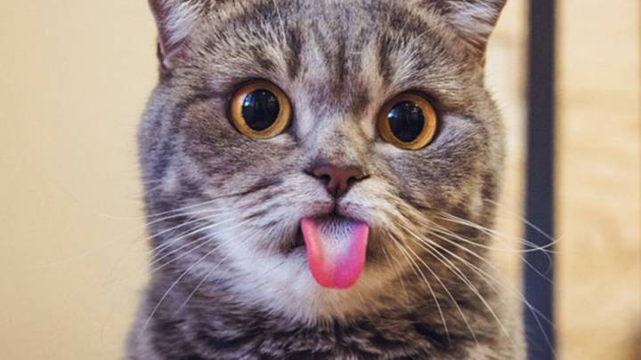 猫咪吐舌头,是太热了还是撒娇卖萌?