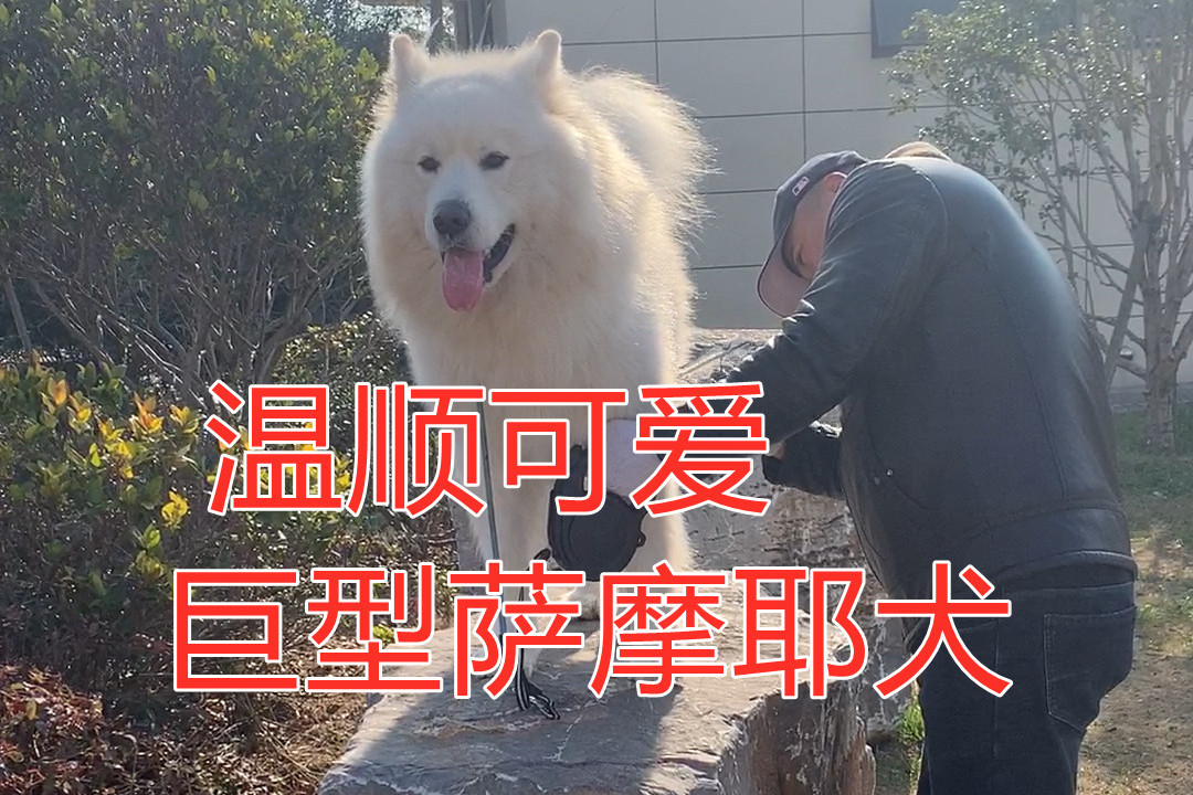 温顺可爱的巨型萨摩耶犬