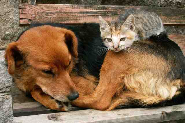 宠物龟的优点:好静,好养,寿命长的龟星人是可