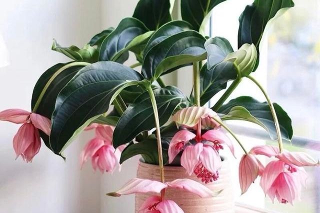 宝莲灯竟然真实存在 还跟牡丹是亲戚 而且一朵花开三个月 叶片