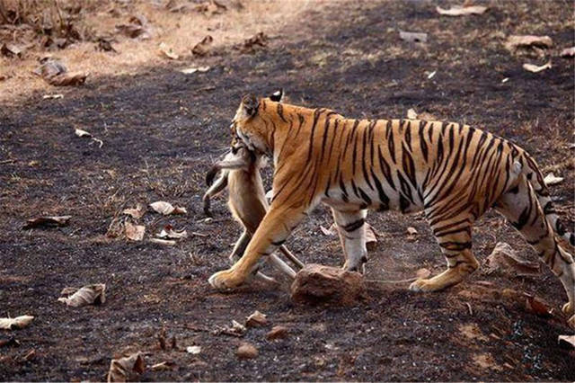 4小时前00蛇蜥蜴水雾朦胧中,紫水鸡犹如美丽的精灵,三三两两出来活动