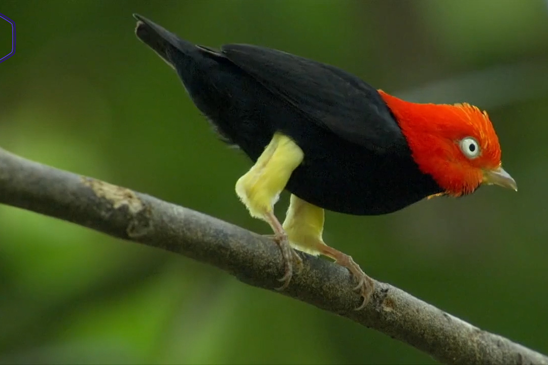 悲催的雄性红顶侏儒鸟做十年的伴郎才能最终当新郎