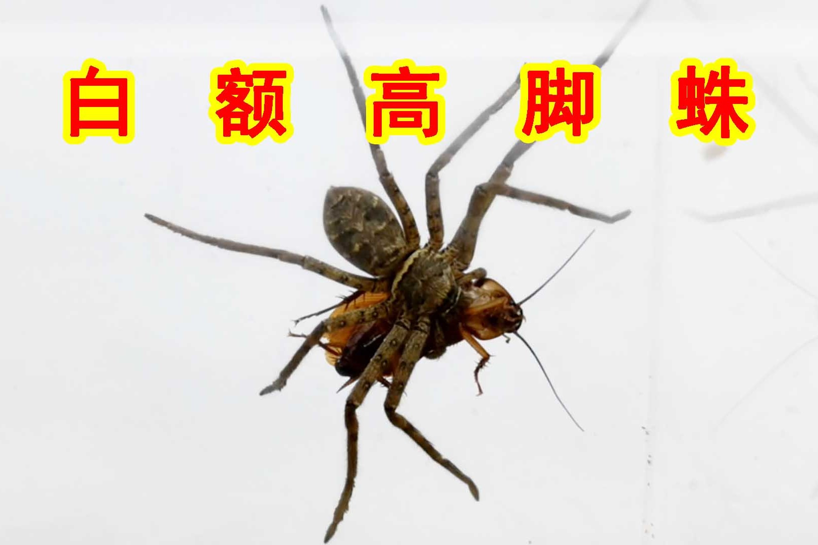 传说中的白额高脚蛛!为灭蟑螂而生?真的有这么神秘吗?_手机搜狐网
