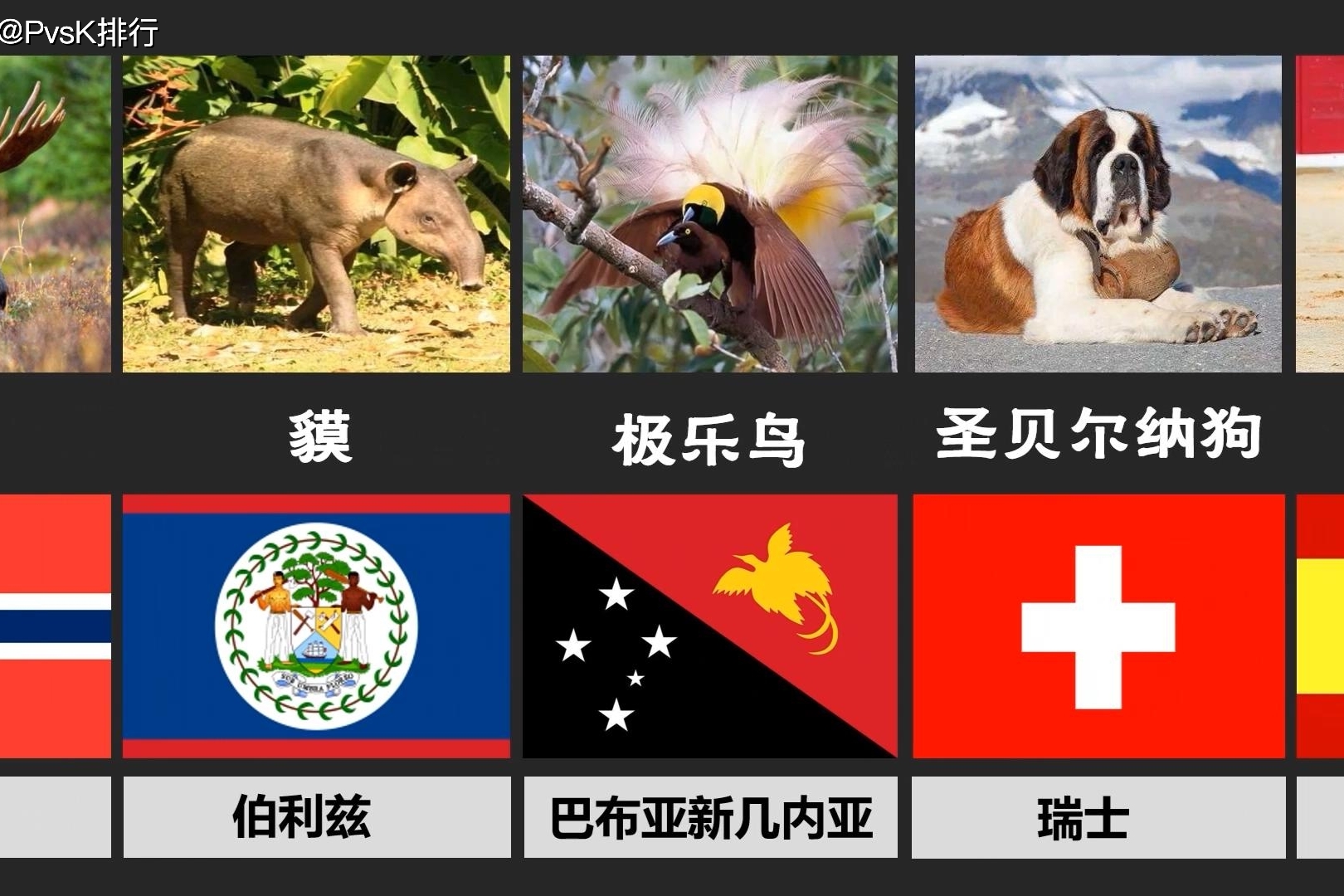 世界各国代表性动物图片