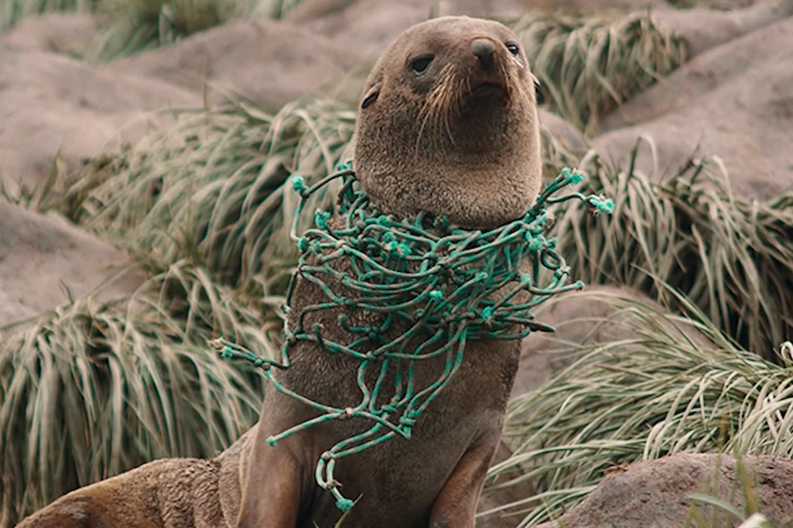 海洋垃圾造成的动物不幸事件