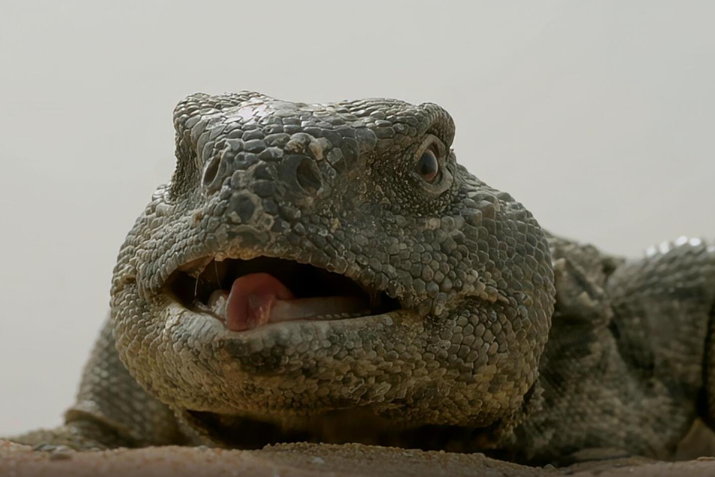 沙漠中的变色蜥蜴