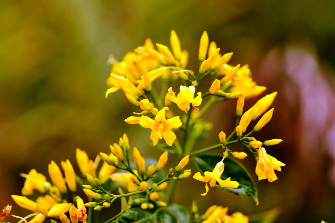 钩吻 是毒亦是药 与金银花相似 误食会致命 毒性