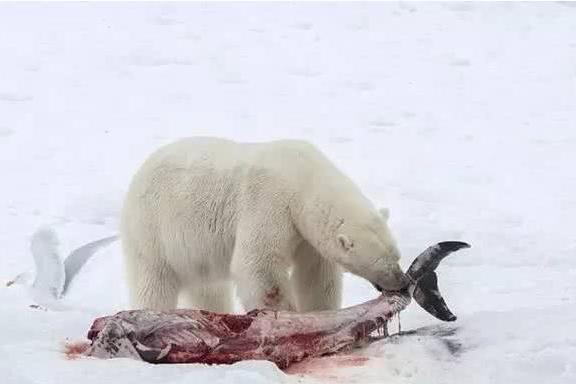 北极熊捕猎