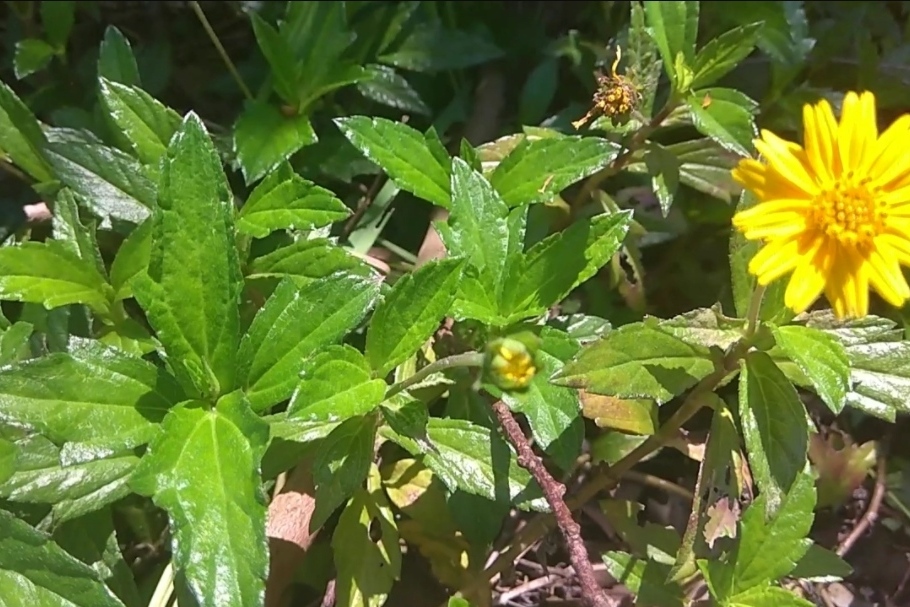 这种植物叫黄花龙舌草全草可入药来认识一下