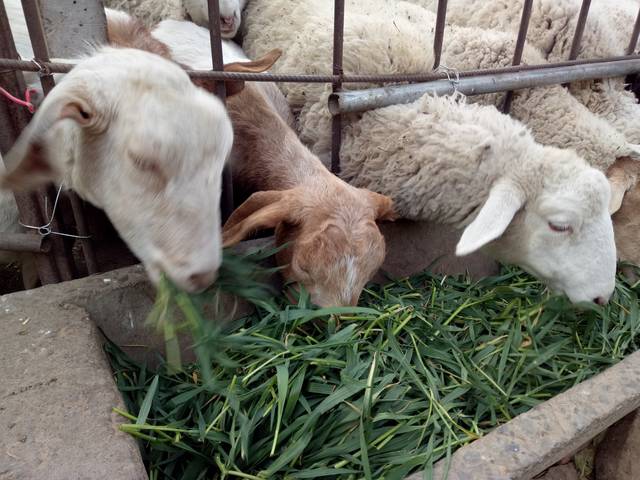 先喂羊粗饲料好,还是先喂羊精饲料好,哪种方式能使羊长的更快?