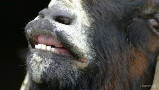 眉县猕猴桃的个人展示页